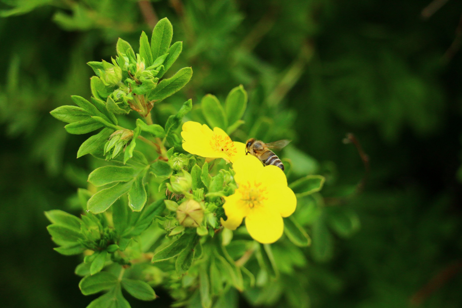 Biene im Anflug