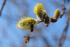 Biene im Anflug