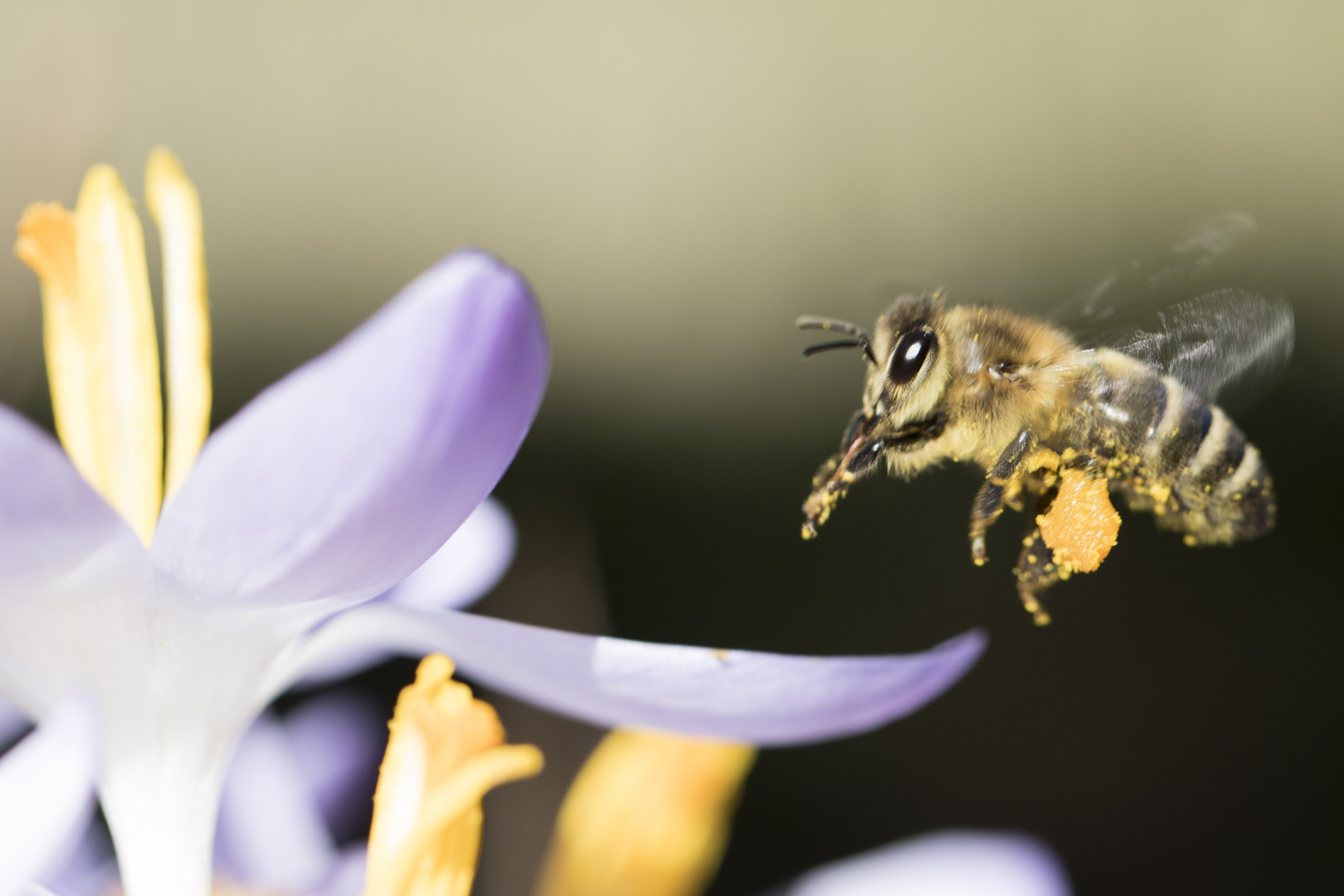 Biene im Anflug