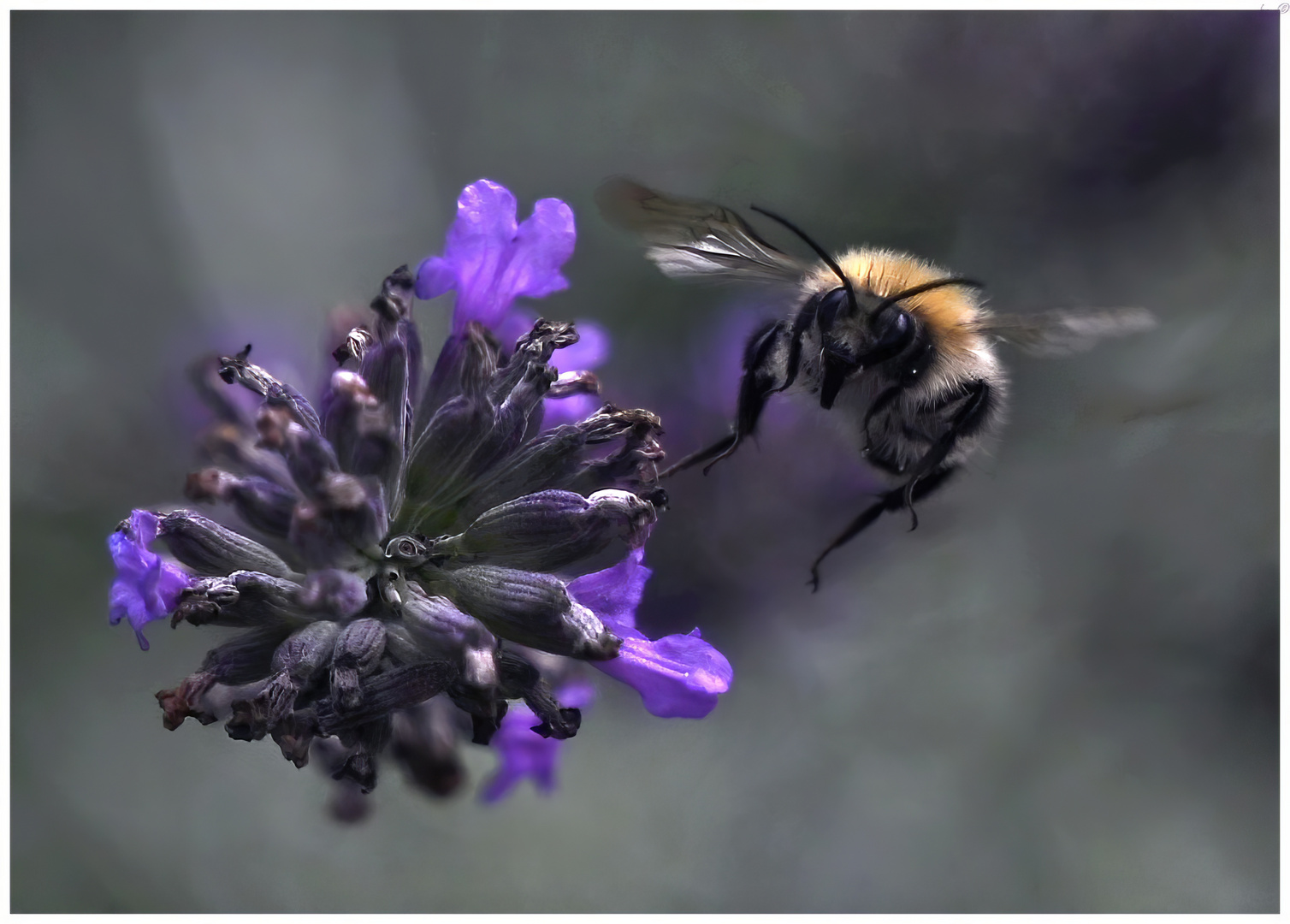 Biene im Anflug