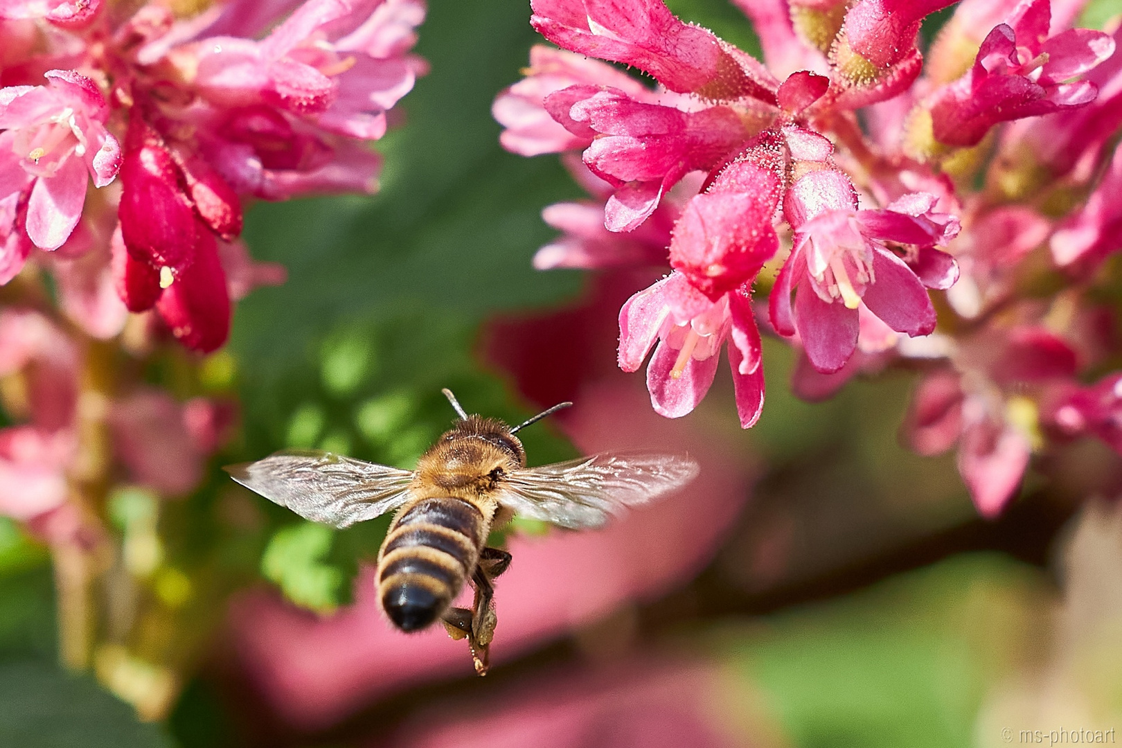 Biene im Anflug