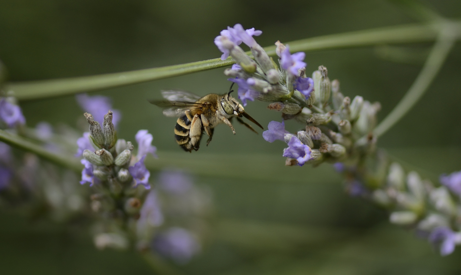 Biene im Anflug