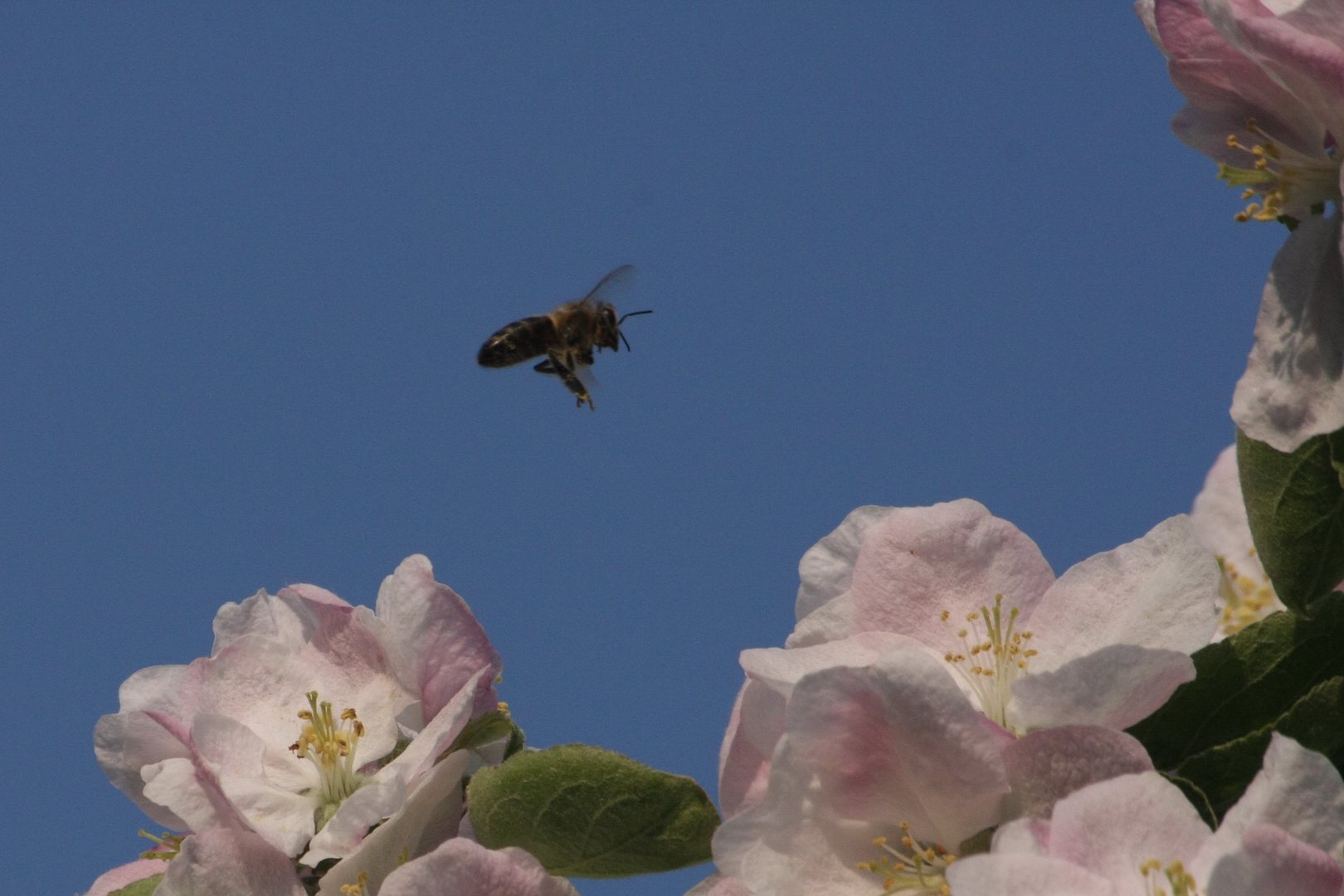 Biene im anflug