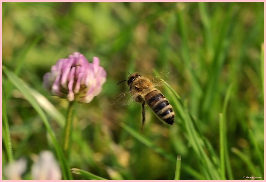 Biene im Anflug