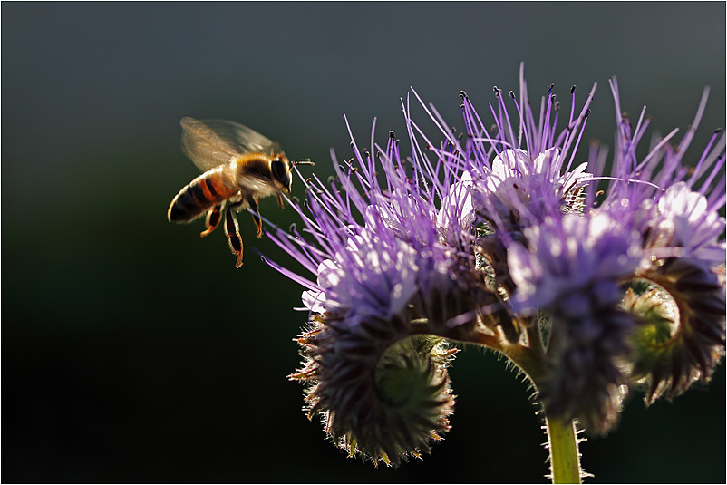 Biene im Anflug