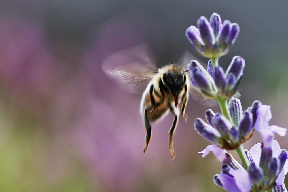 Biene im Anflug