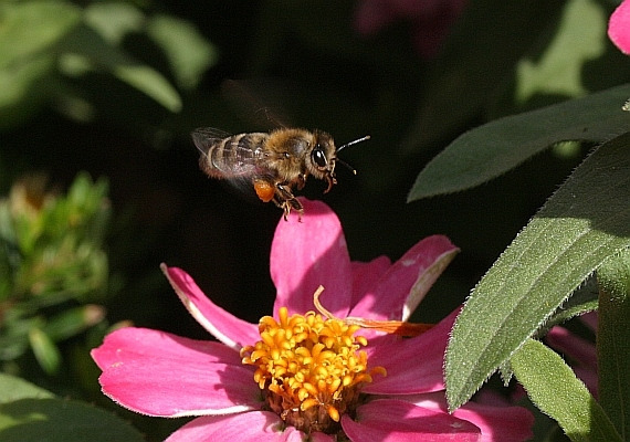 Biene im Anflug