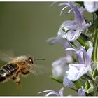 Biene im Anflug