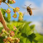 Biene im Anflug