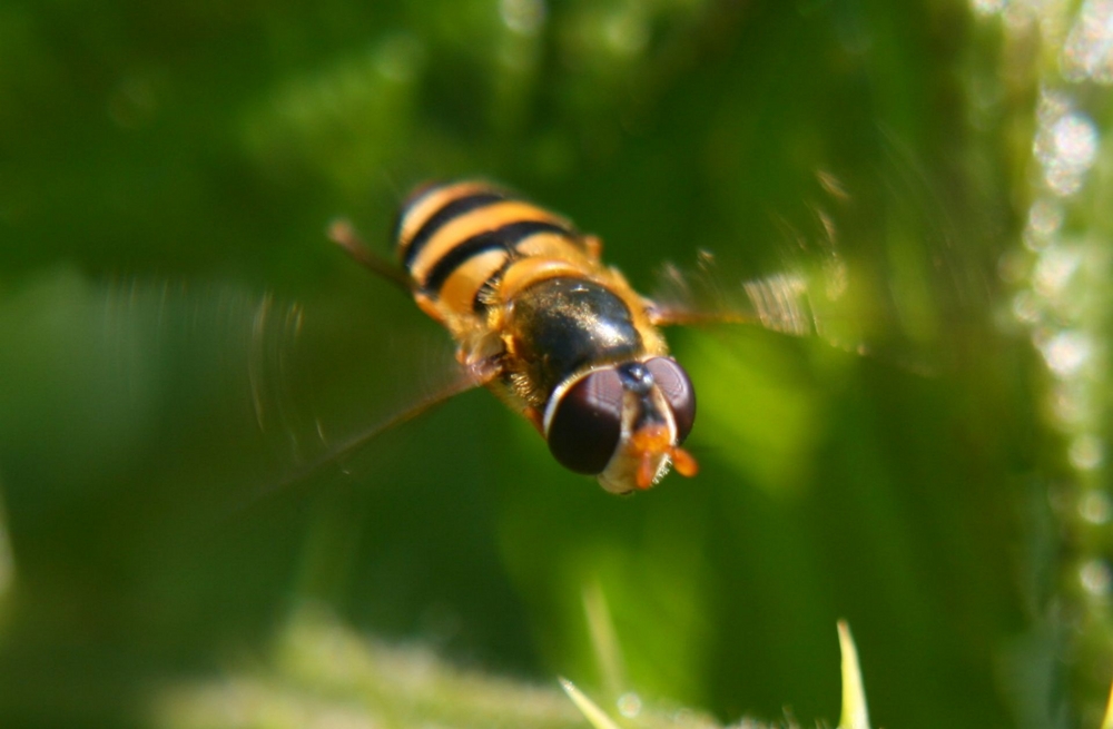 Biene im Anflug