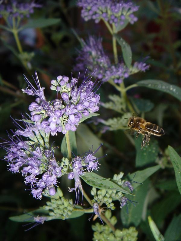 Biene im Anflug