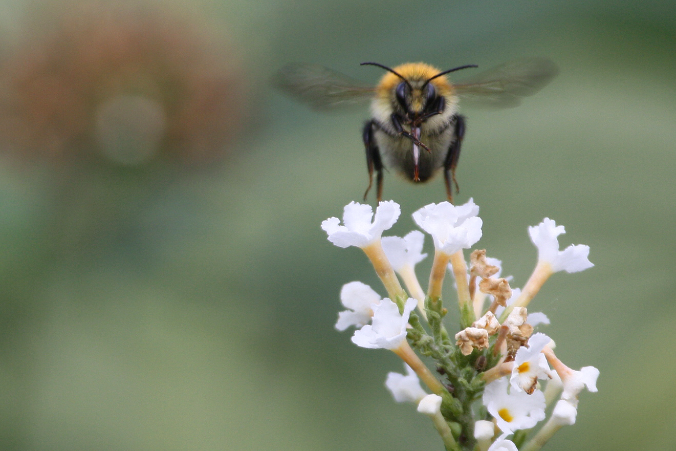 Biene im Anflug