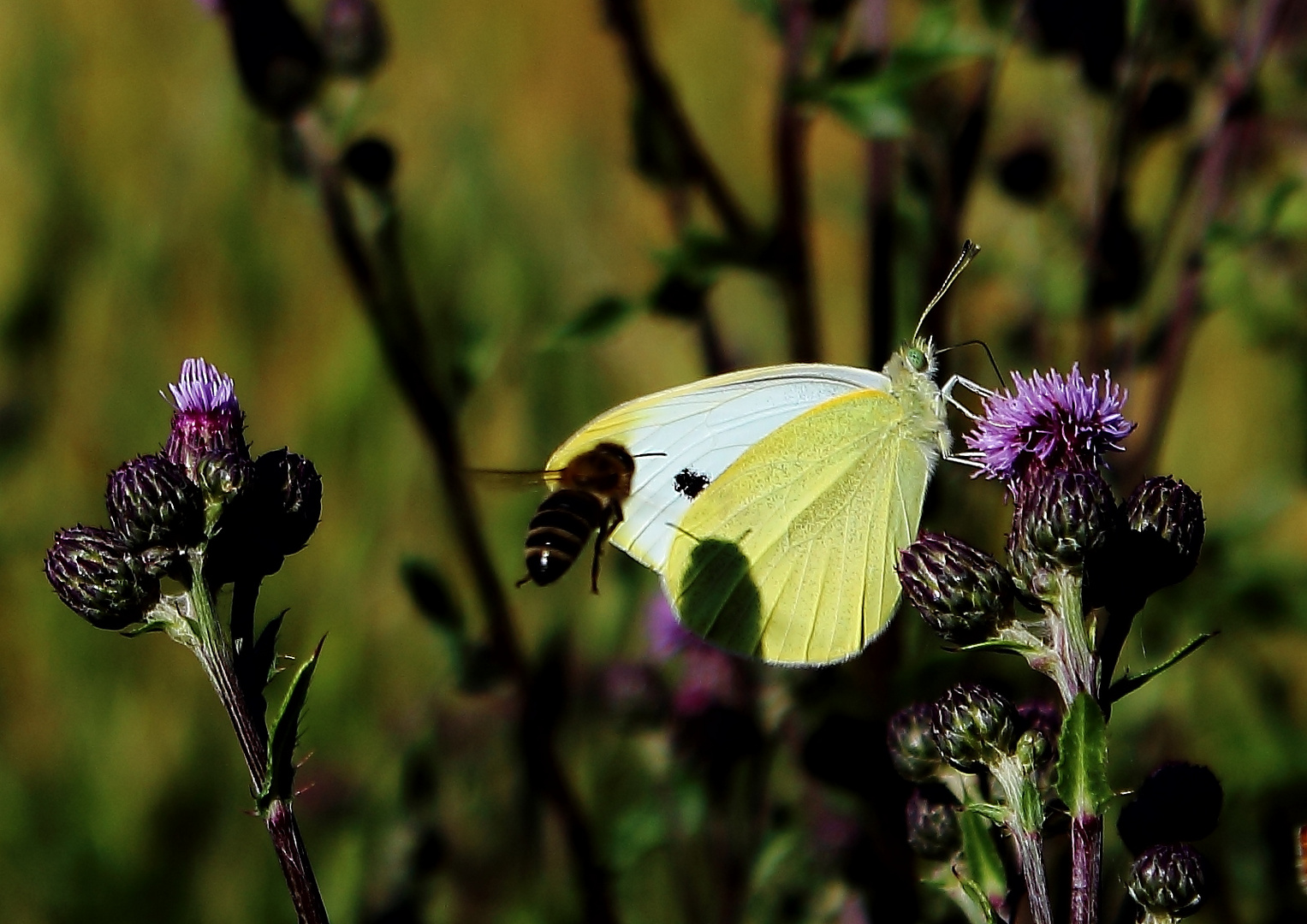 Biene im Anflug