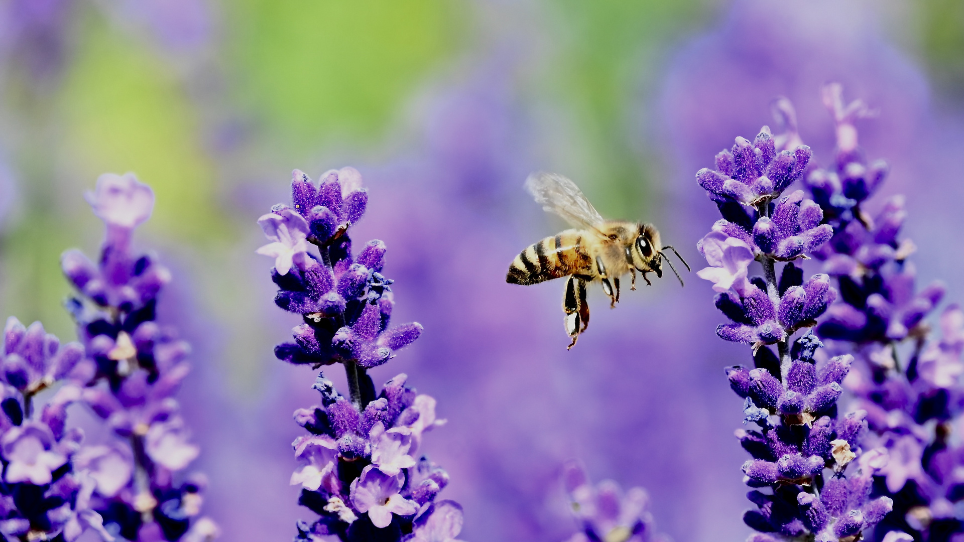 Biene im Anflug