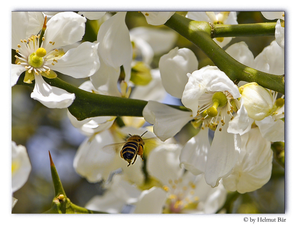 Biene im Anflug