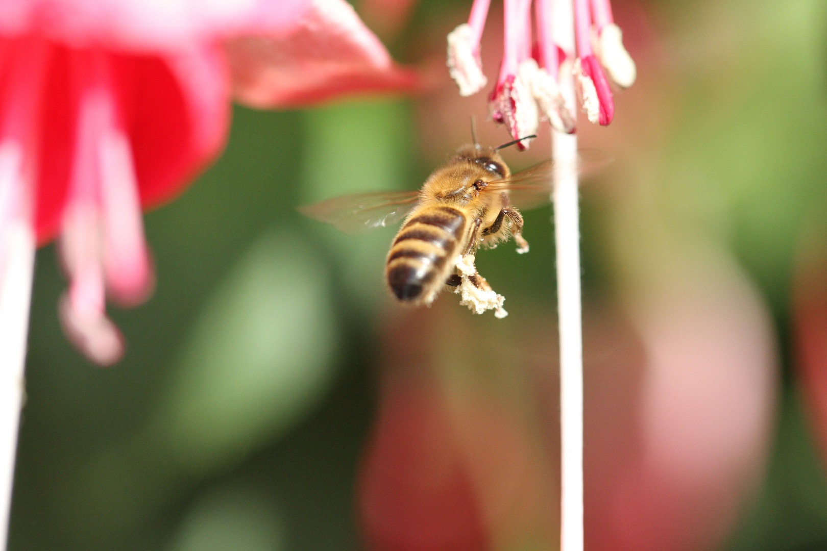 Biene im Anflug