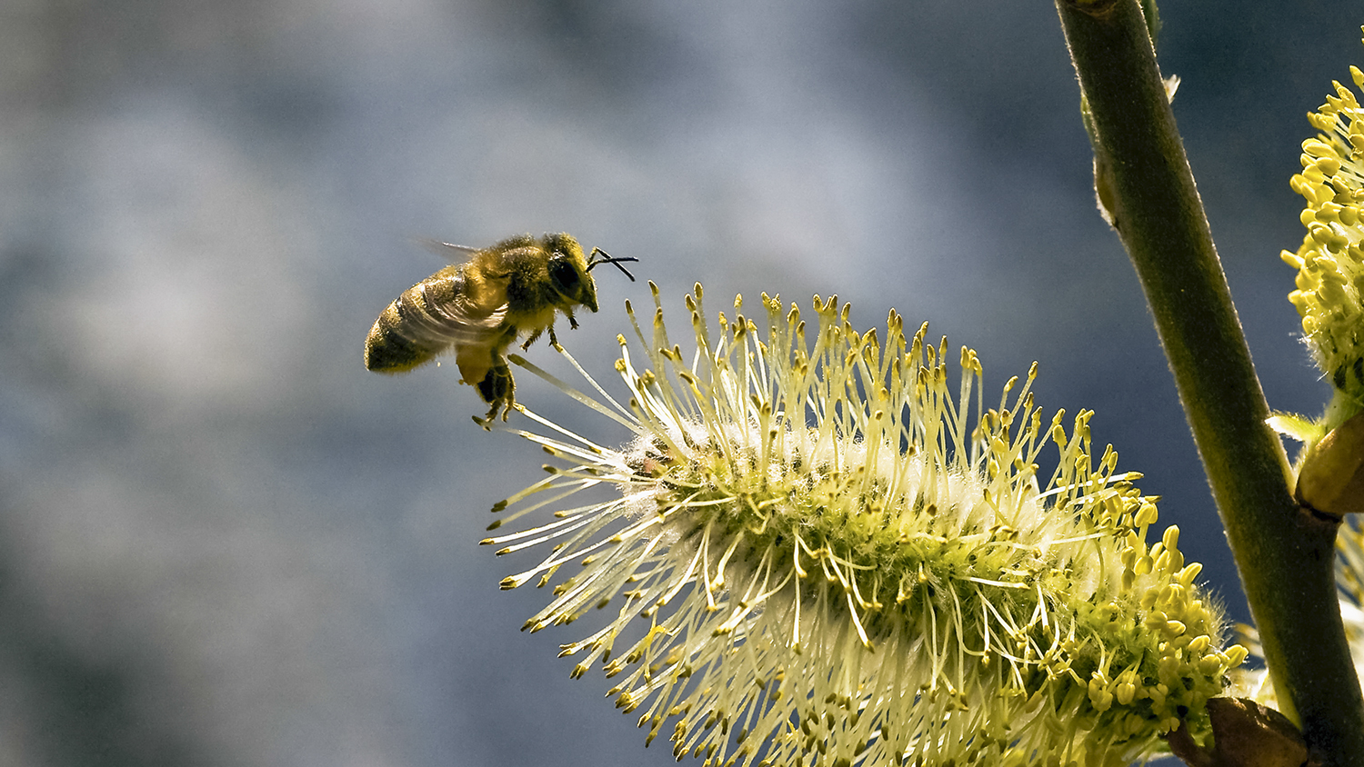 Biene im Anflug