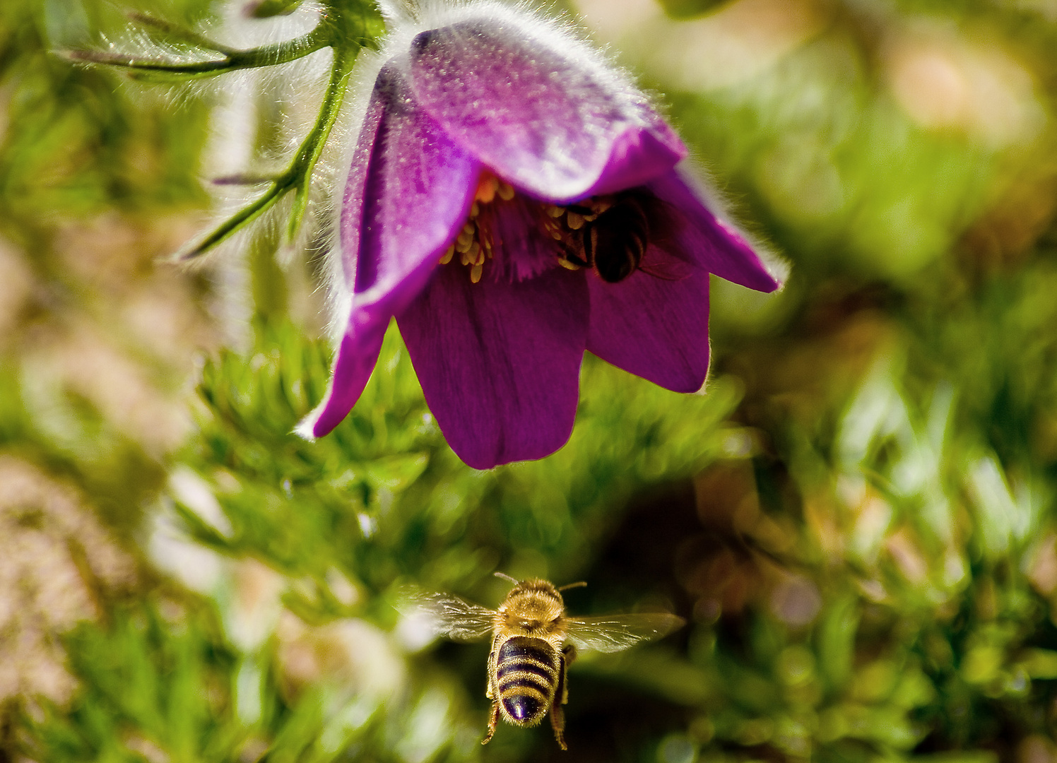 Biene im Anflug