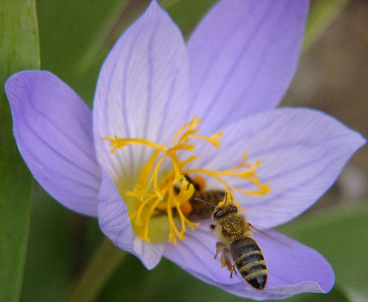 Biene im Anflug