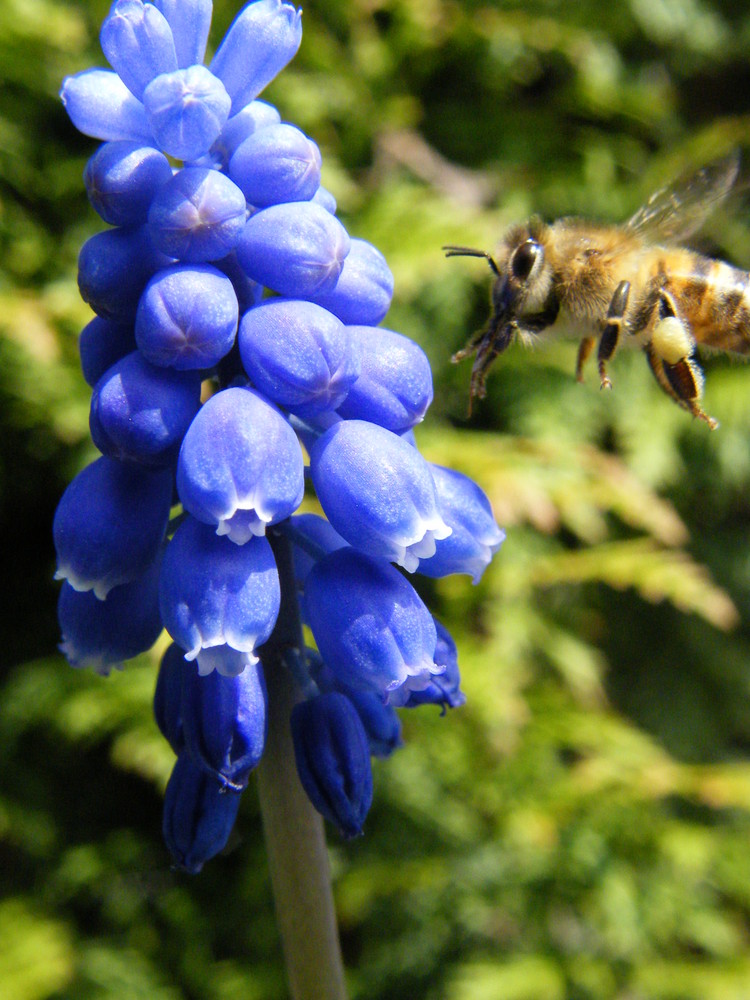 Biene im Anflug