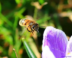 Biene im Anflug I