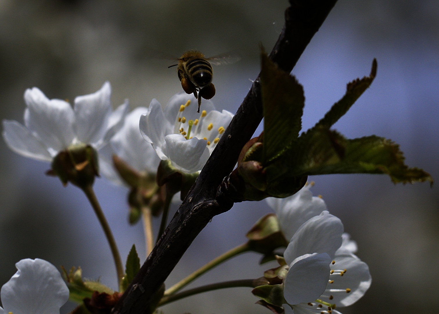 Biene im Anflug II