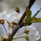 Biene im Anflug II