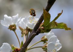 Biene im Anflug II