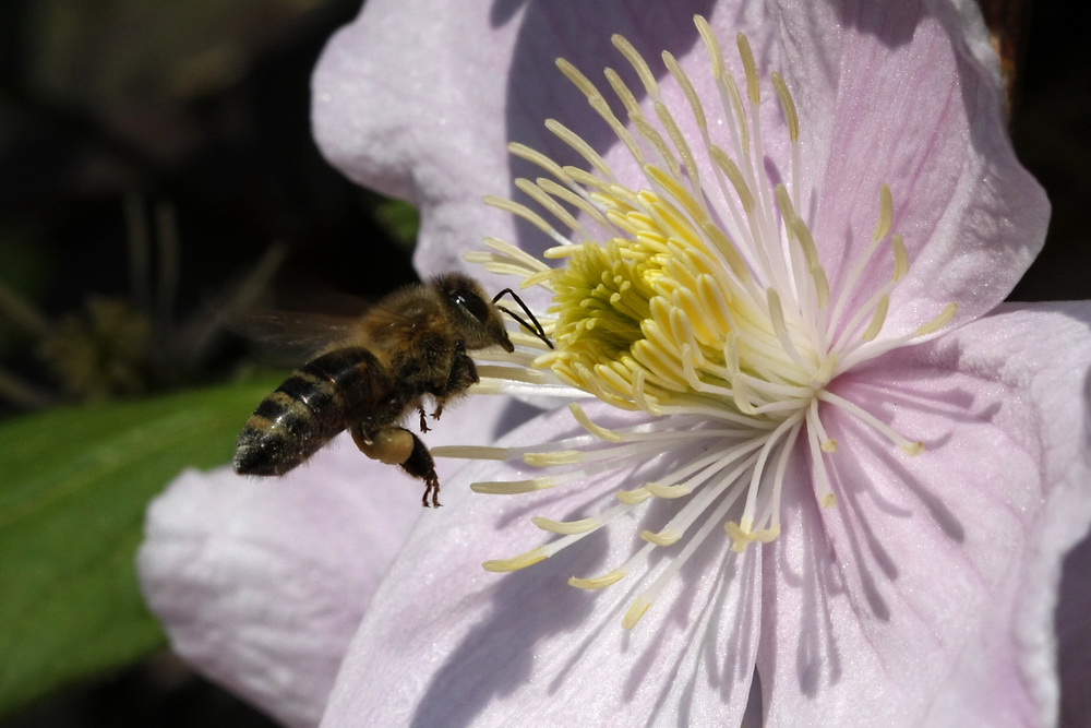 Biene im Anflug II