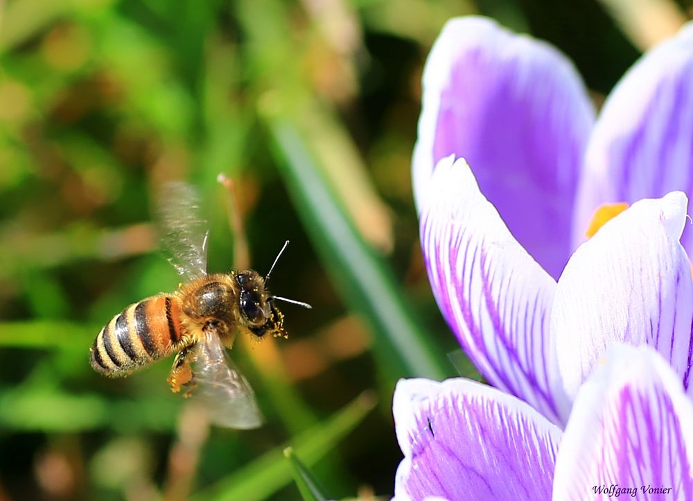 Biene im Anflug II