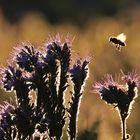 Biene im Anflug im abendlichen Gegenlicht