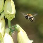 Biene im Anflug mit dicken Hosen