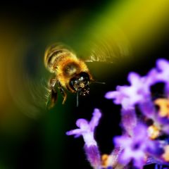Biene im Anflug - Slow Motion