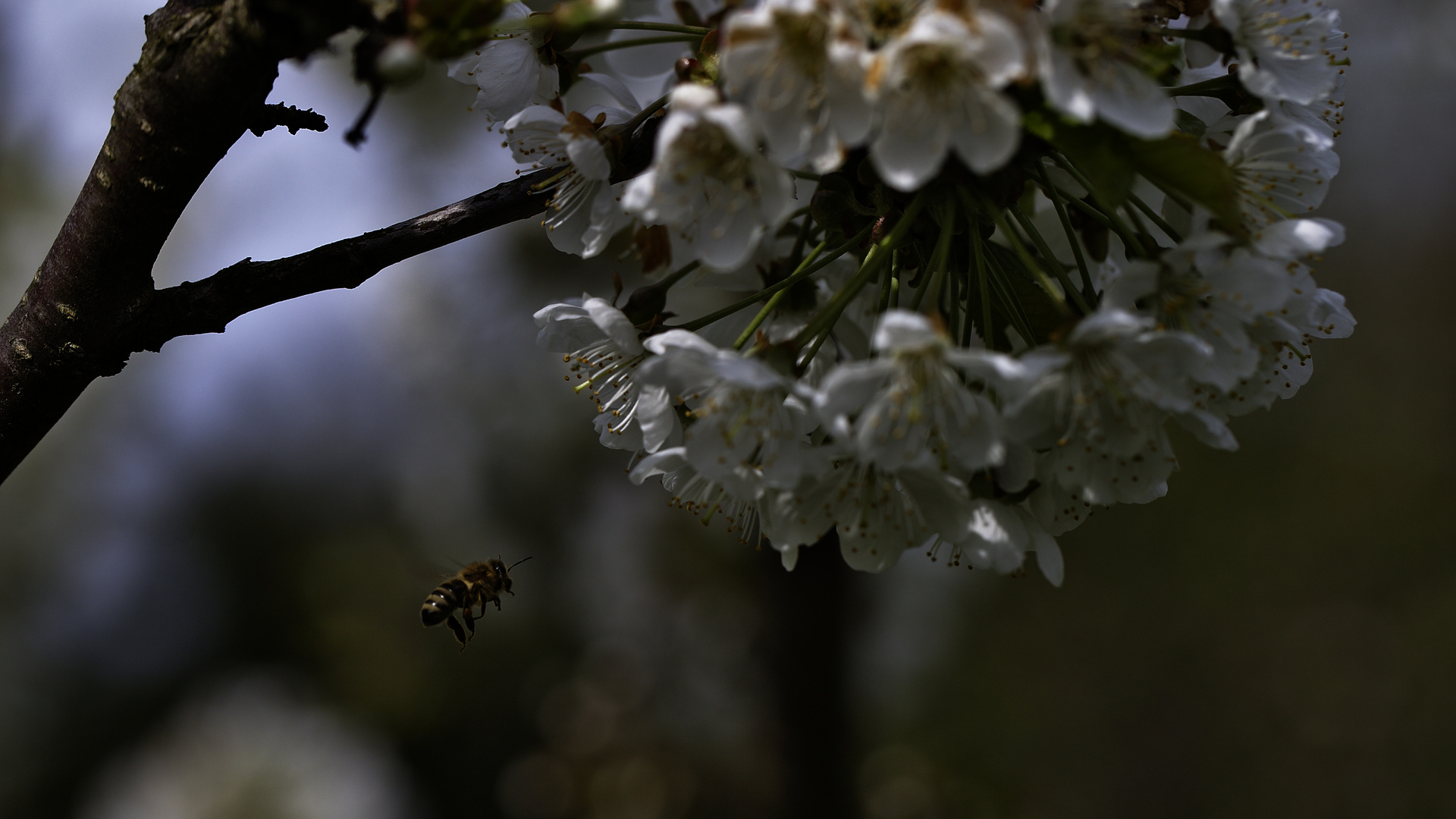 Biene im Angriff auf Kirschblüte