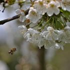 Biene im Angriff auf Kirschblüte