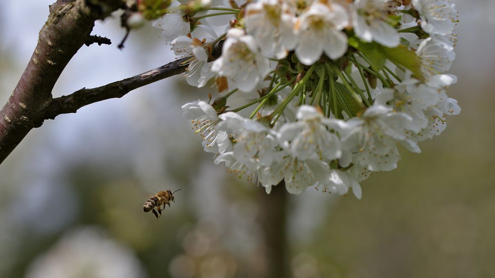 Biene im Angriff auf Kirschblüte