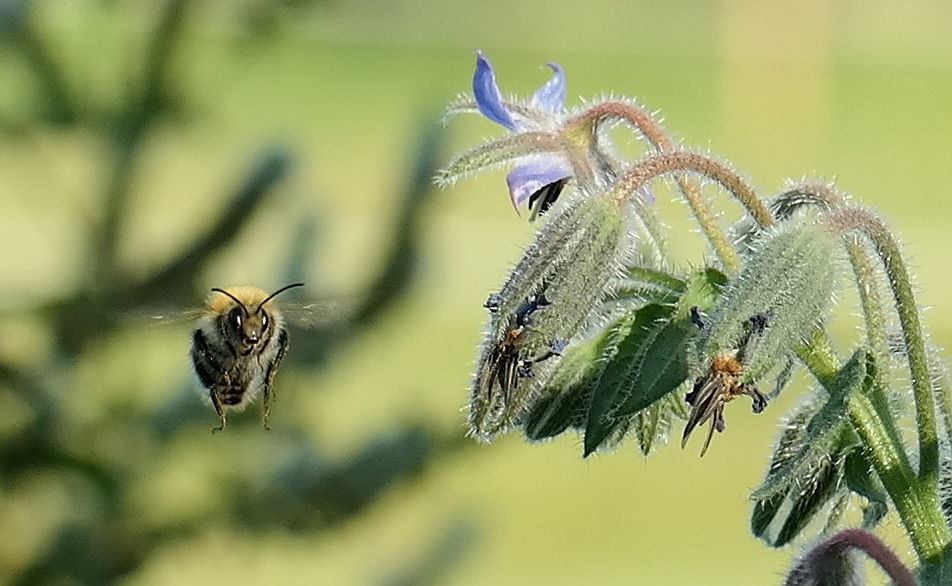Biene im Anmarsch