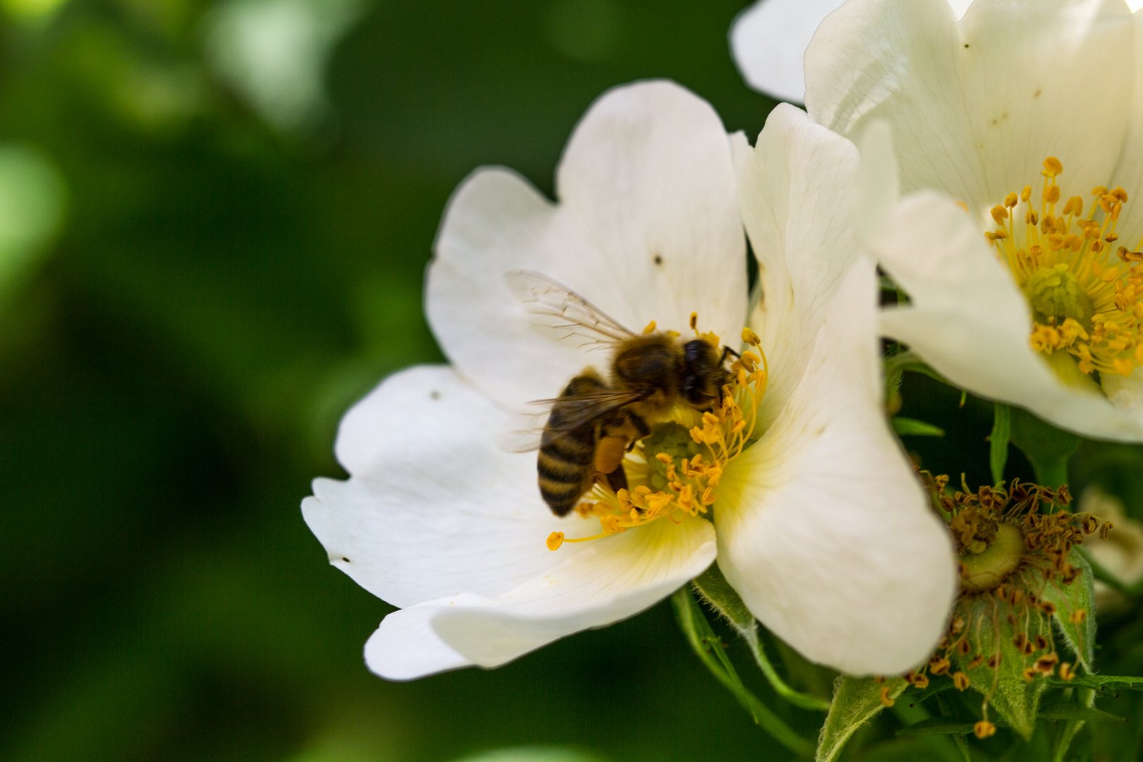 Biene im Apfel - oder ist es doch Kirsche