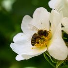 Biene im Apfel - oder ist es doch Kirsche