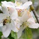 Biene im Apfelblütenrausch 03