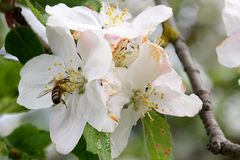 Biene im Apfelblütenrausch 03