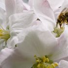 Biene im Apfelblütenrausch 04