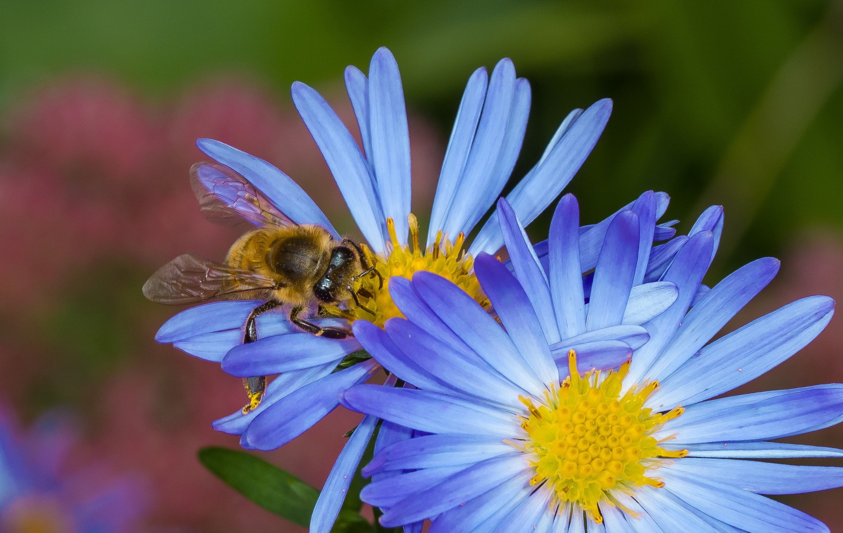 Biene im Astern-Paradies