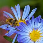 Biene im Astern-Paradies