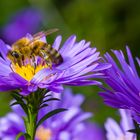 Biene im Astern-Paradies