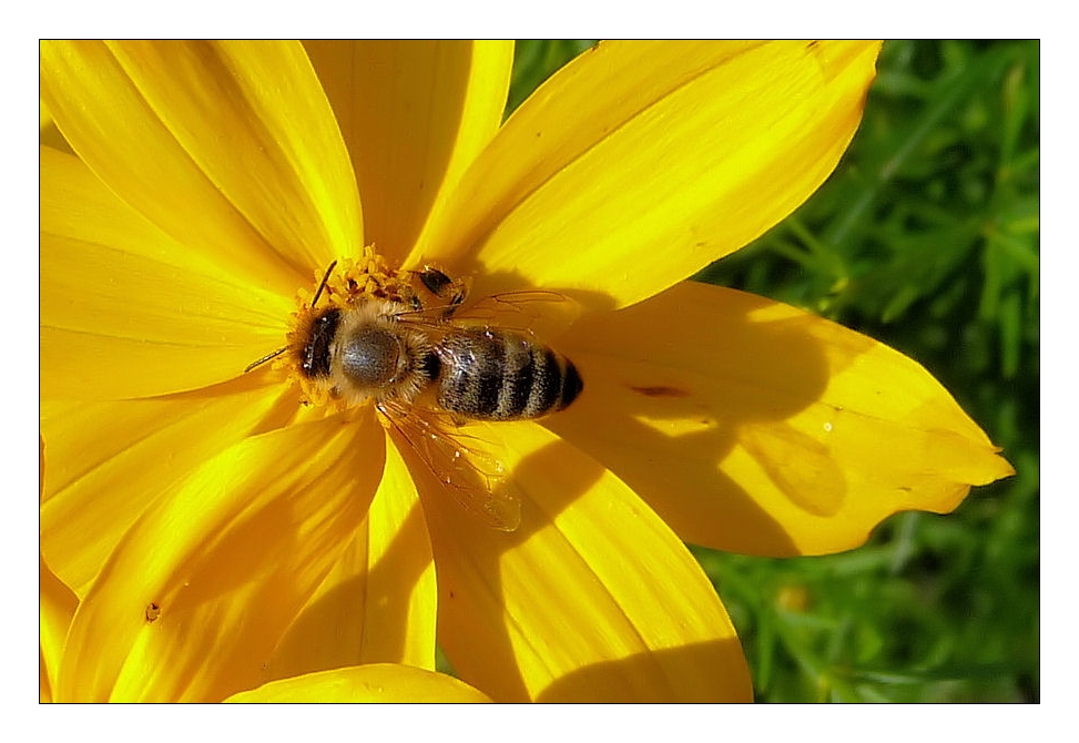 Biene im Auge des Mädchens