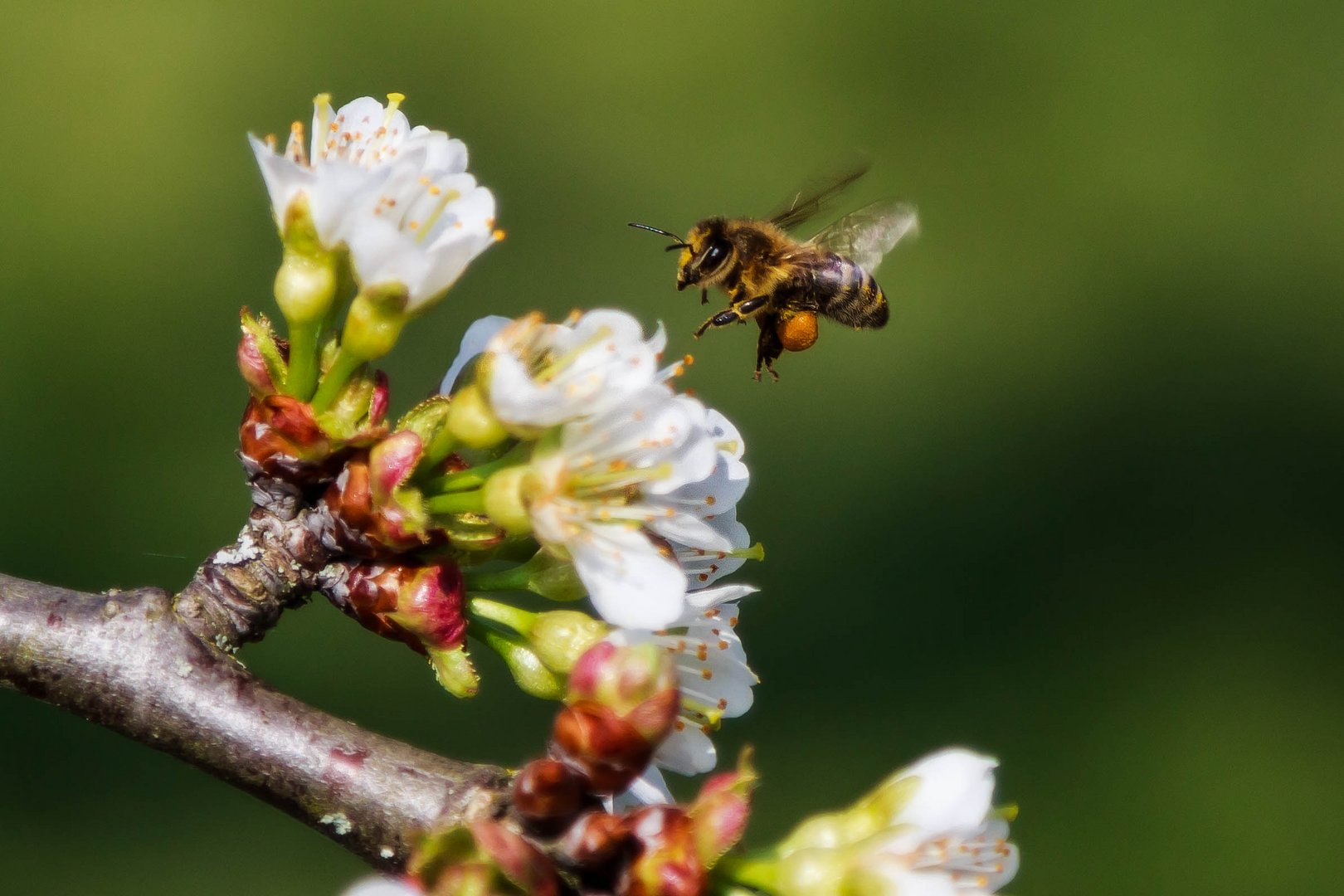 Biene im Bann der Kirschblüte