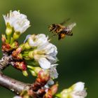 Biene im Bann der Kirschblüte