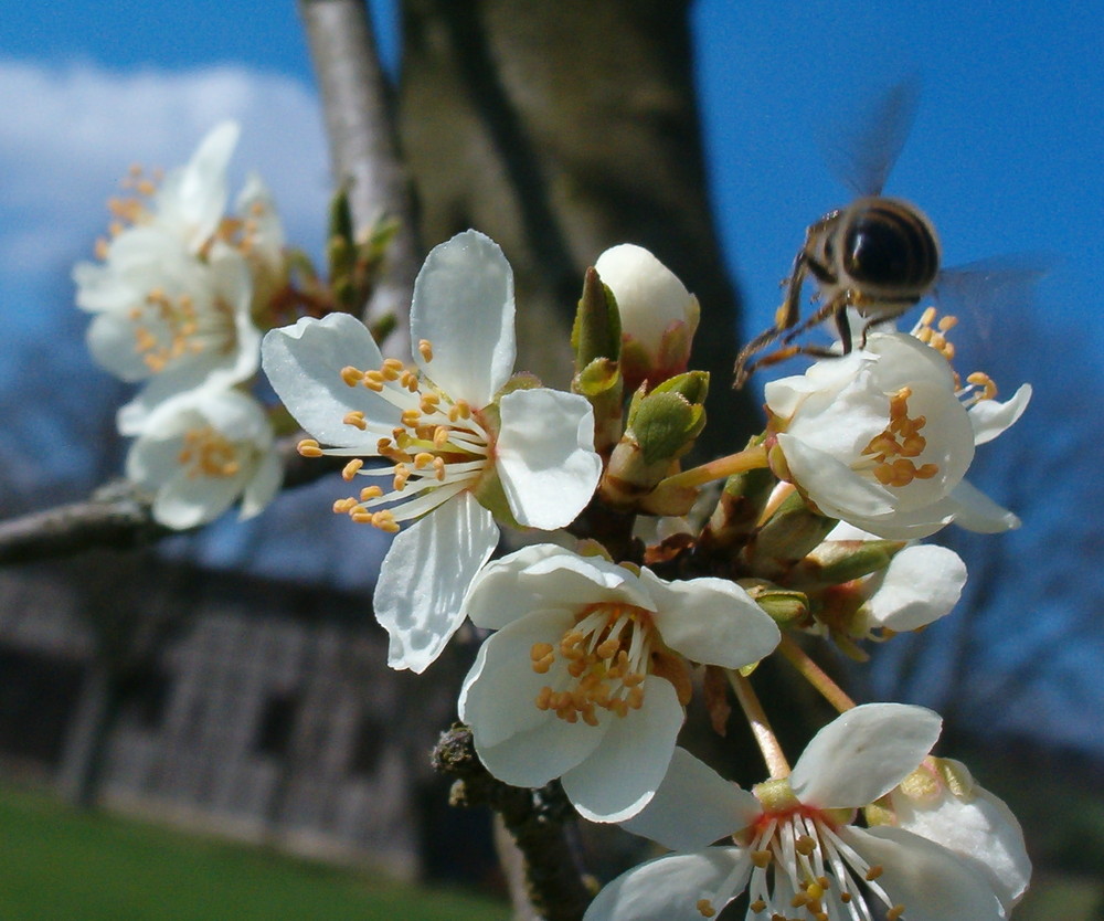 Biene im Baum