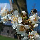 Biene im Baum